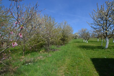  Na predaj viničný pozemok s chatkou, obec Žemberovce - DSC_2571_629e183f632088bd680703c8af9aa410