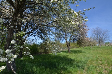  Na predaj viničný pozemok s chatkou, obec Žemberovce - DSC_2573_eaf85f7fa8843284ad1023850c11d557
