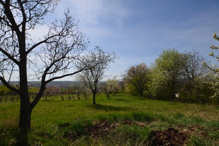  Na predaj viničný pozemok s chatkou, obec Žemberovce - DSC_2574_f0a80c1d69b343ec38b614e60dacbe87
