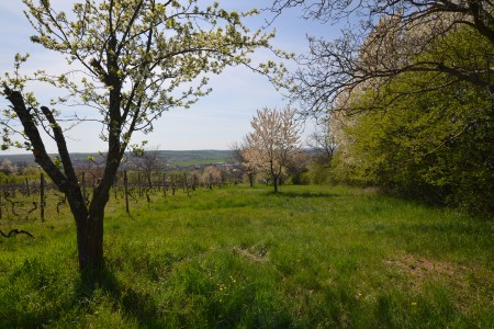  Na predaj viničný pozemok s chatkou, obec Žemberovce - DSC_2580_5438abf28054c7a9837584a5fe8f97c9