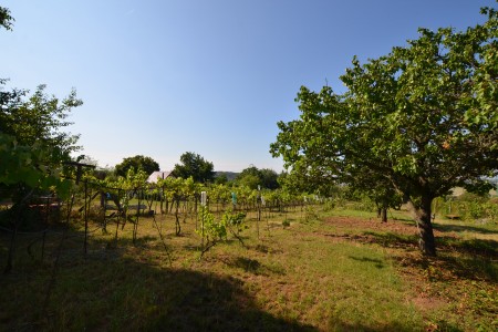 Záhrada s viničnou časťou na južnom svahu Krížny vrch - DSC_7237_bc027bb7aaca7dfcf37088abb6f8bd6c