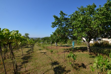 Záhrada s viničnou časťou na južnom svahu Krížny vrch - DSC_7238_0a7c333760dfc5ea22b30a9f948af6ac