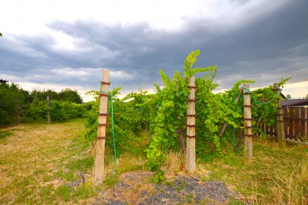 Viničný dom s krásnym pozemkom vo vyhľadávanej viničnej oblasti v Pukanci - DSC_8701_7d356326d27440595e198091d3d72363