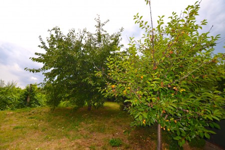 Viničný dom s krásnym pozemkom vo vyhľadávanej viničnej oblasti v Pukanci - DSC_8717_aba6a87276d861698feb96c72cc6bf64